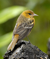 Photo of trupiál baltimorský Icterus galbula Northern Oriole Bolsero Norteňo