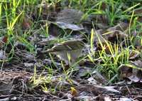 Hume's Leaf Warbler (Phylloscopus humei)