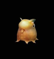 Grimpoteuthis