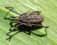 Trogulus nepaeformis