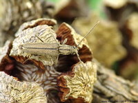 Icosium tomentosum atticum