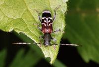 Anaglyptus mysticus
