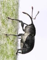 Archarius salicivorus