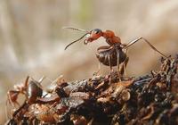 Formica rufa - Red Wood Ant