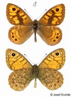 Lasiommata megera - Wall Brown