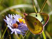 Colias alfacariensis - Berger's Clouded Yellow