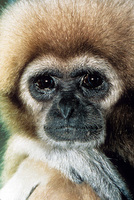 Lar gibbon (Hylobates lar)