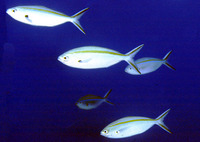 Caesio caerulaurea, Blue and gold fusilier: fisheries, bait