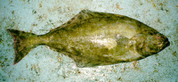 Hippoglossus hippoglossus, Atlantic halibut: fisheries, aquaculture, gamefish, aquarium