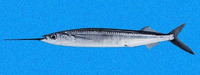 Hemiramphus saltator, Longfin halfbeak: fisheries, bait