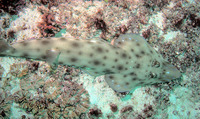 Rhinobatos leucospilus, Grayspottted guitarfish: fisheries, gamefish