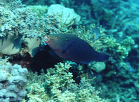 Scarus niger, Dusky parrotfish: fisheries, aquarium