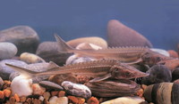 Acipenser schrenckii, Amur sturgeon: fisheries