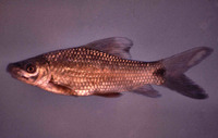 Labeo umbratus, Moggel: fisheries, aquaculture, gamefish