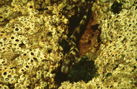 Coryphoblennius galerita, Montagu's blenny: