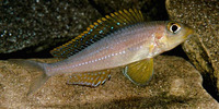 Xenotilapia leptura, : aquarium