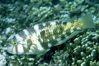 Choerodon graphicus, Graphic tuskfish: fisheries, aquarium