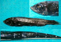 Maulisia microlepis, Smallscale searsid:
