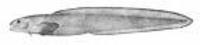 Lycodes frigidus, Glacial eelpout: