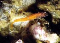 Lipophrys nigriceps, Black-headed blenny: