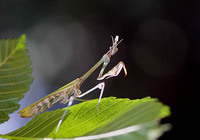 Empusa fasciata