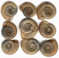 Planorbis planorbis - Ram’s-horn Snail