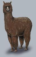 Image of: Lama pacos (alpaca)