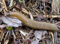 Arion lusitanicus - Iberian slug