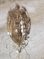 Trochoidea pyramidata