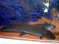 Ambystoma mexicanum - Axolotl