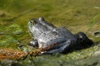 Image of: Rana catesbeiana (North American bullfrog)