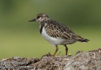 Arenaria interpres interpres