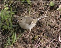 Fringilla coelebs - Common Chaffinch