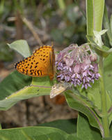 Image of: Speyeria aphrodite, Polites mystic (long dash skipper)