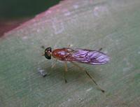 Image of: Ptecticus trivittatus