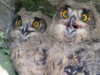 Bubo bubo - Eagle Owl