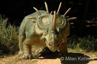 Styracosaurus sp.