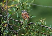 Image of: Emberiza godlewskii (eastern rock bunting)