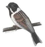 Image of: Emberiza schoeniclus (reed bunting)