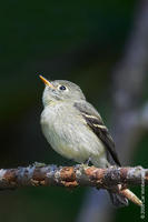 Image of: Empidonax flaviventris (yellow-bellied flycatcher)