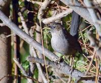 Image of: Garrulax davidi (plain laughingthrush)