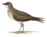 Image of: Glareola pratincola (collared pratincole)