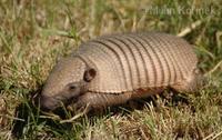 Chaetophractus villosus - Large Hairy Armadillo