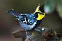 Image of: Sylviparus modestus (yellow-browed tit)