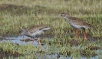 Image of: Tringa totanus (common redshank)