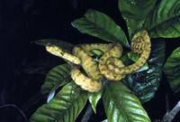 Image of: Corallus hortulanus (Amazon tree boa)