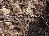 Vipera ammodytes meridionalis