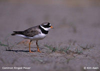 Common Ringed Plover - Charadrius hiaticula