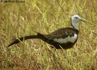 Pheasant-tailed Jacana - Hydrophasianus chirurgus