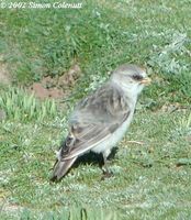 White-rumped Snowfinch - Onychostruthus taczanowskii